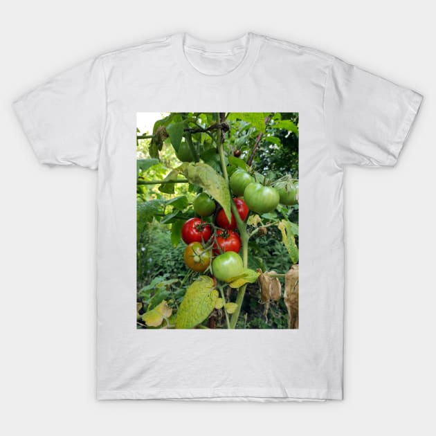 Red tomatoes are waiting for harvest T-Shirt by Gourmetkater